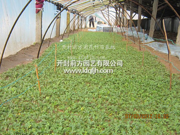 開(kāi)封前方園藝——菊花種苗廠家直銷(xiāo)